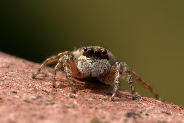 skokan